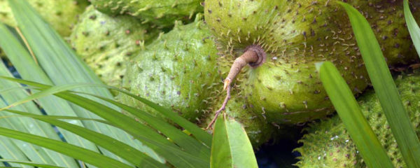 Graviola Corossol