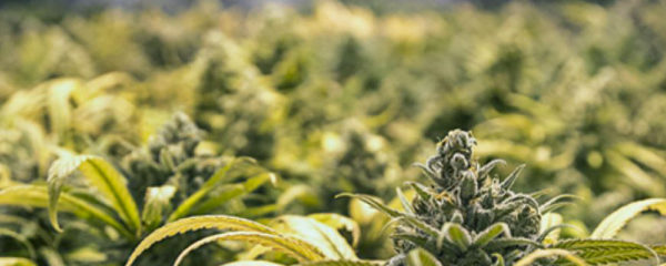 cannabinoïdes
