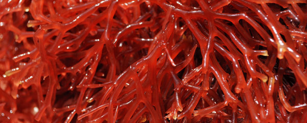 lithothamne